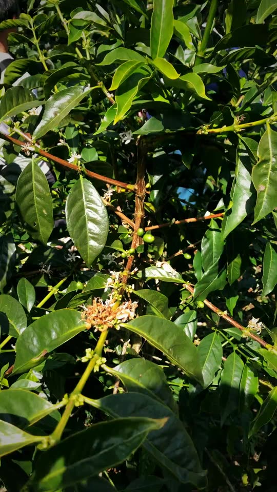 High altitude coffee farm