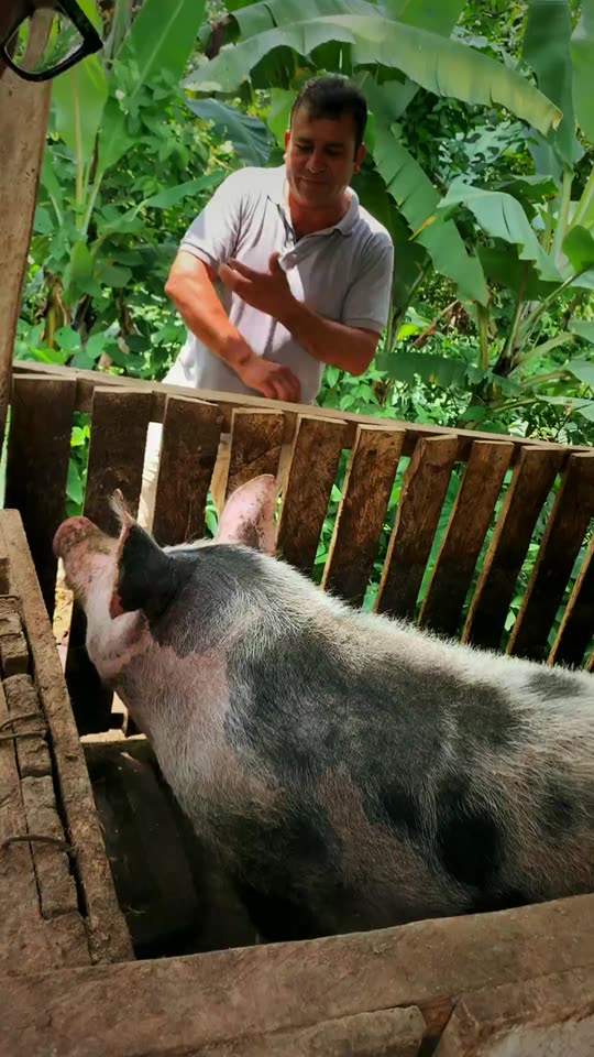 A coffee farmer shows around his pig farm